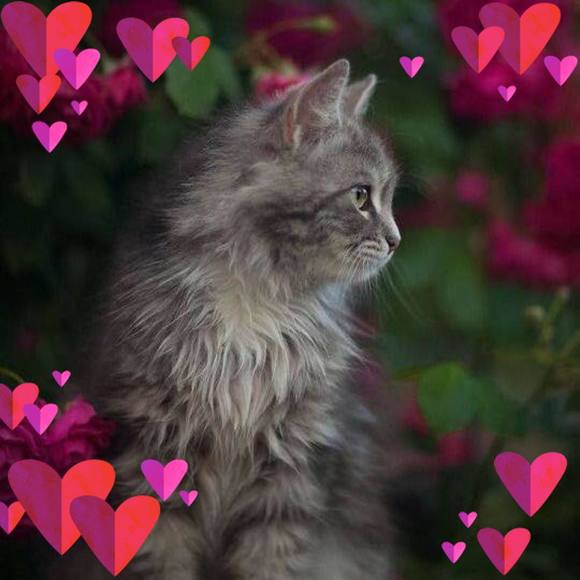 Meet your Posher, Ginny - Picture 1 of 1